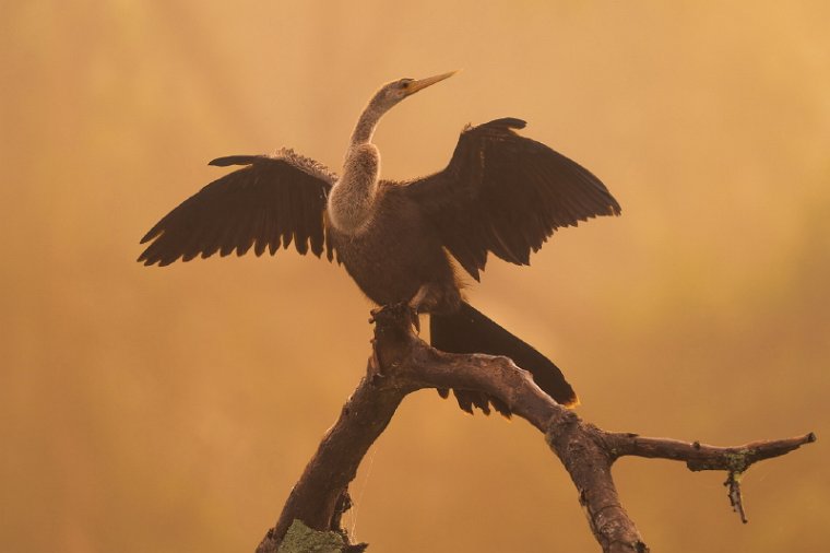 051 Noord Pantanal, amerikaanse slangenhalsvogel.jpg